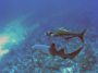 AmbergrisCaye05 - 047 * Cobia with Nurse Shark at Dardonelos